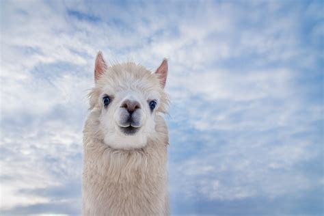 erofste|Llama